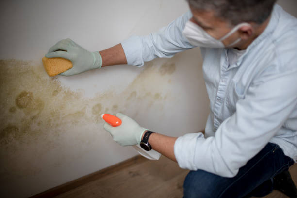 Best Insurance-Related Mold Remediation in Weaverville, CA