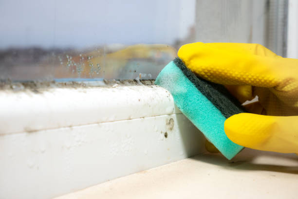 Best Residential Mold Remediation in Weaverville, CA
